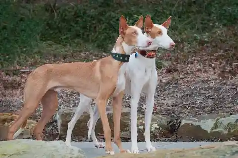 Ibizan Hound – $1,300