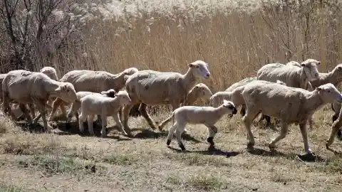 The Sound of Herding Sheep