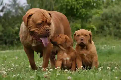 Dogue de Bordeaux – $2,500