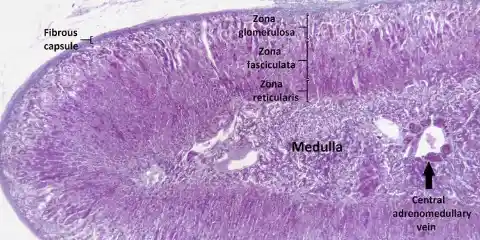 1950: Adrenal Cortex Hormones