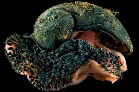 Scaly-Foot Gastropod