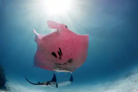 Pink Manta Ray