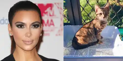 Kim Kardashian – Allergic to Cats and Baby Powder 