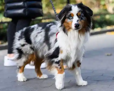  Skye Terrier