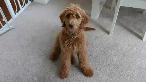 Goldendoodle