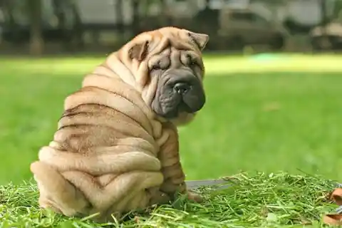 Chinese Shar-Pei