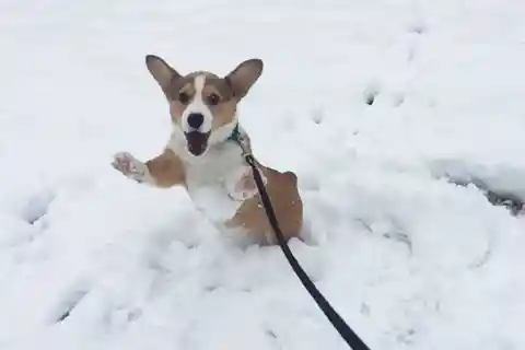 Kitty’s First Winter Wonderland