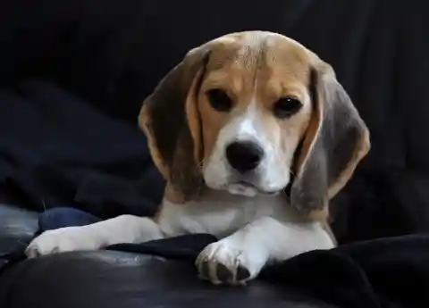 Beagle