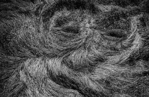 An Old Man’s Face In A Grain Field