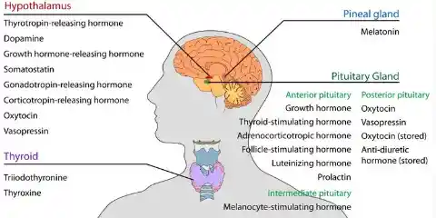 1971: Hormone Mechanisms