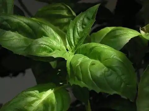 Basil