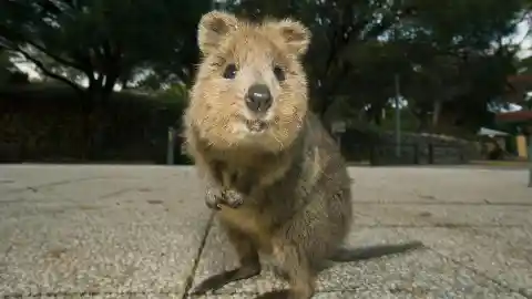 Quokkas – kwo-ka, kwah-ka