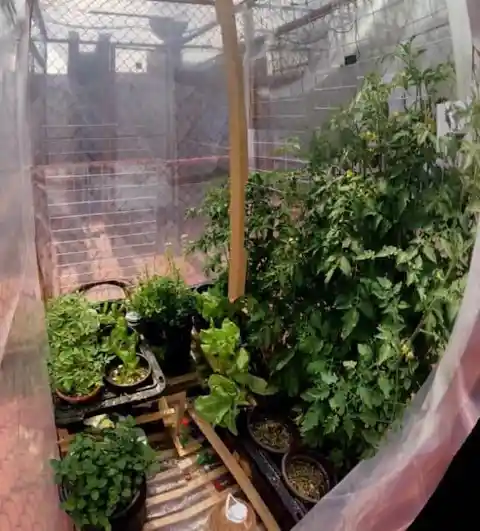 Rooftop Greenhouse