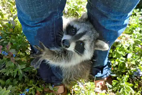 Meeting His New Friend For The First Time