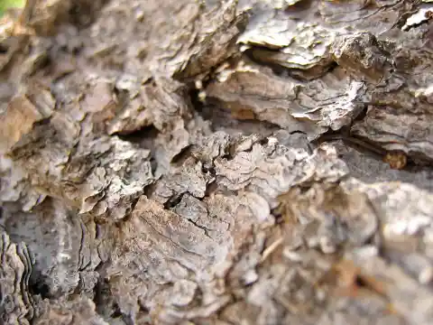 Deep-Frying In Ashes 