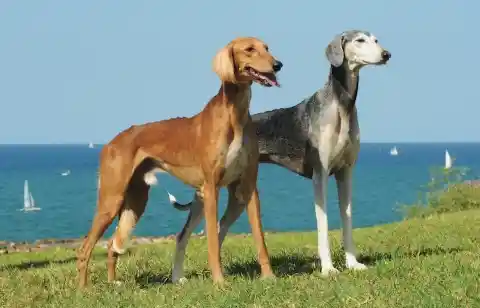 Saluki – $4,000