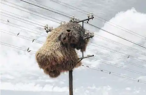 Birds Nest Tangled In Electrical Wires