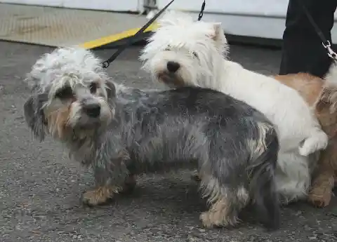 Dandie Dinmont Terrier