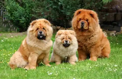 Chow Chow – $5,900