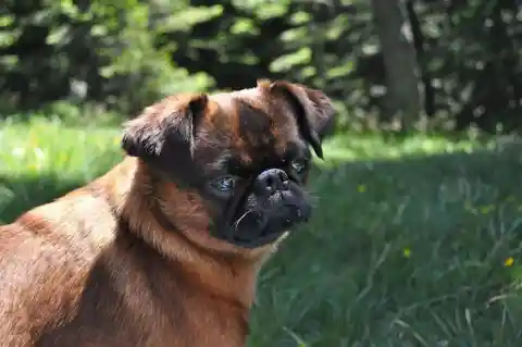 Brussels Griffon