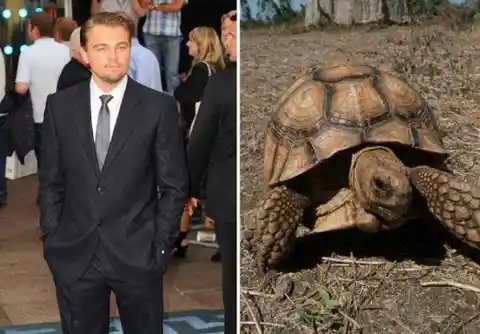 Leonardo DiCaprio’s Tortoise