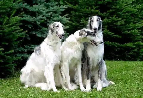 Borzoi – $1,500-$3,000