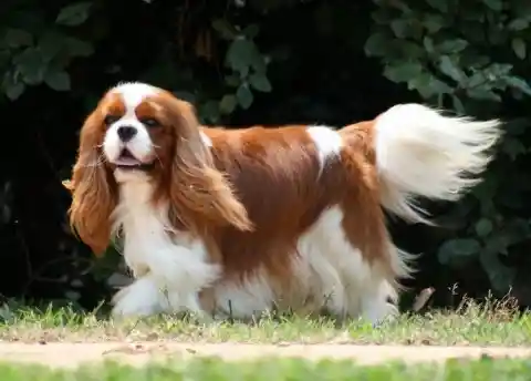 Cavalier King Charles Spaniel – $7,300