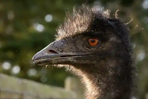 The “Great Emu Wars”