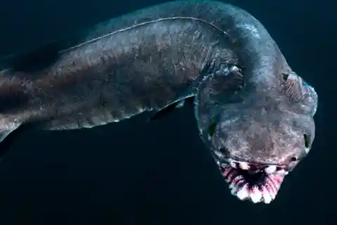 Frilled Shark