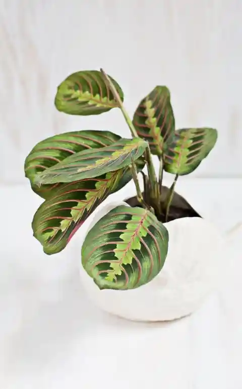 Prayer Plant