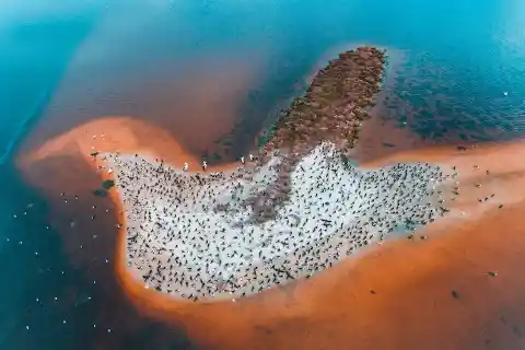 Bird Island In Australia