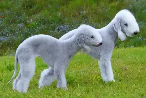 Bedlington Terrier – $4,000