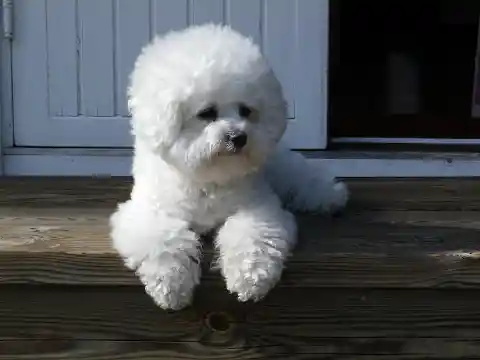 Bichon Frise