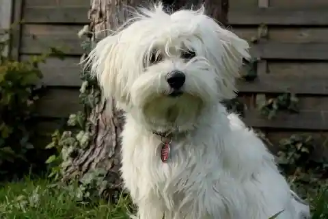 Havanese