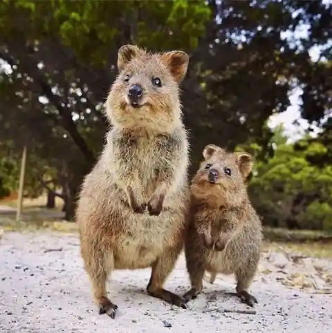 Baby Quokka!