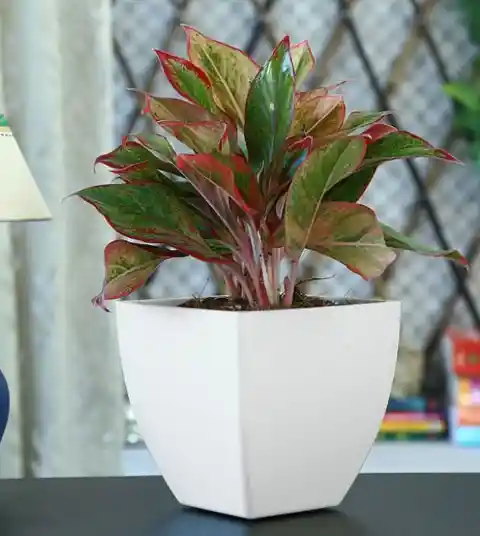 Red Aglaonema