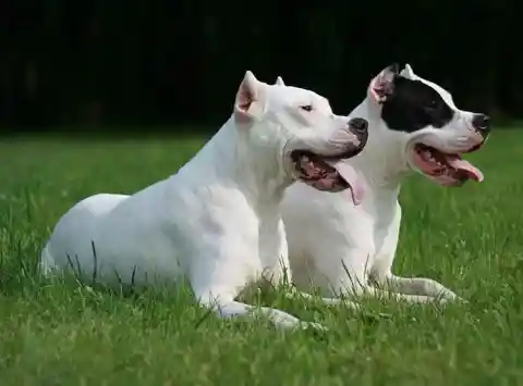 Dogo Argentino – $4,800