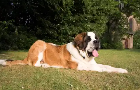 Saint Bernard – $1,500