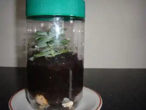 Greenhouse In A Jar