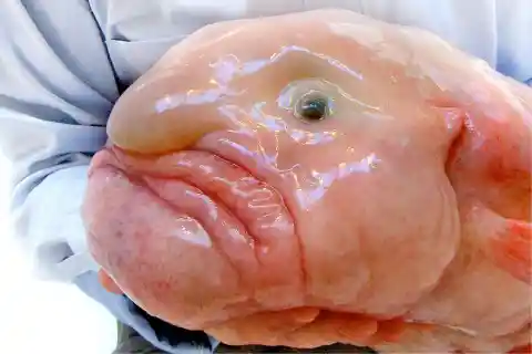 Blobfish