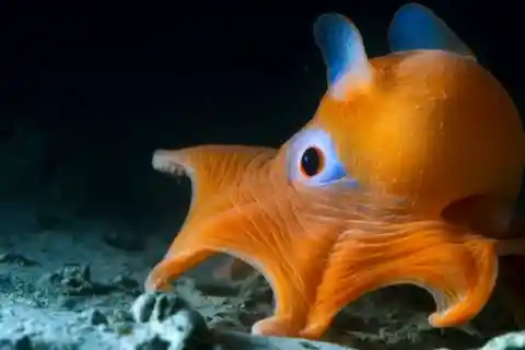 Dumbo Octopus