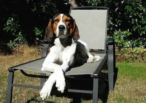 Treeing Walker Coonhound – $3,300