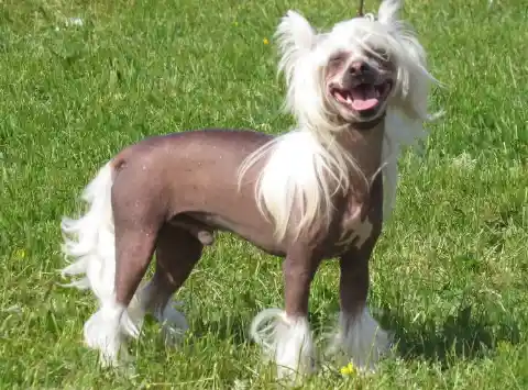 Chinese Crested – $3,750