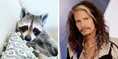 Steven Tyler’s Raccoon