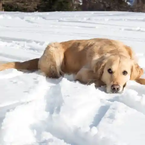 The Floppy Tongue