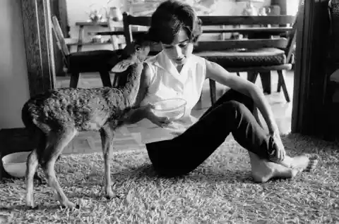 Audrey Hepburn’s Deer