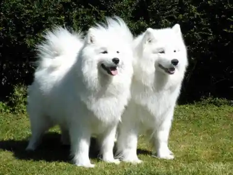 Samoyed – $3,000