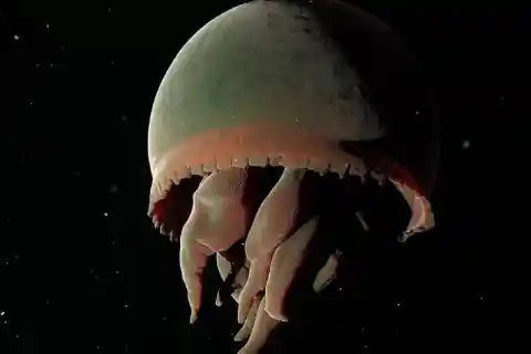 Big Red Jellyfish