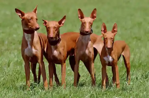 Pharaoh Hound – $5,100