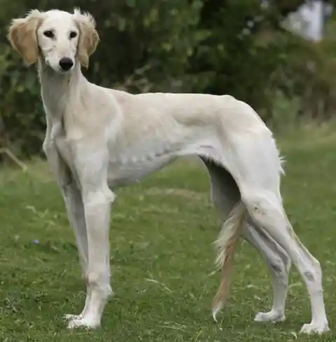 14. The Saluki